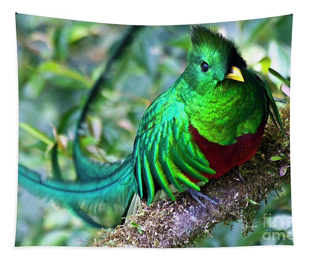 Quetzal Tapestry featuring the photograph Beautiful Quetzal 4 by Heiko Koehrer-Wagner
