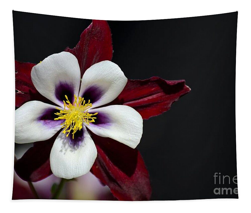 Flower Tapestry featuring the photograph Beautiful white petal yellow stamen purple shades Aquilegia Columbine flower by Imran Ahmed