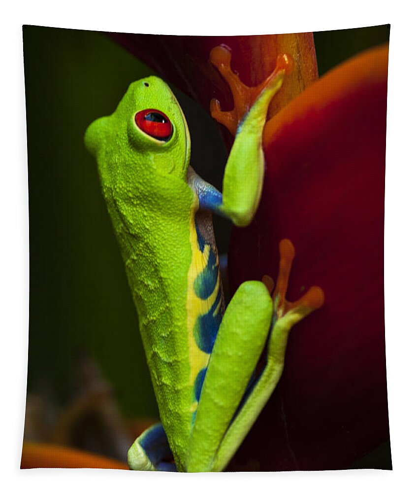 Frog Tapestry featuring the photograph Beauty Of Tree Frogs Costa Rica 9 by Bob Christopher