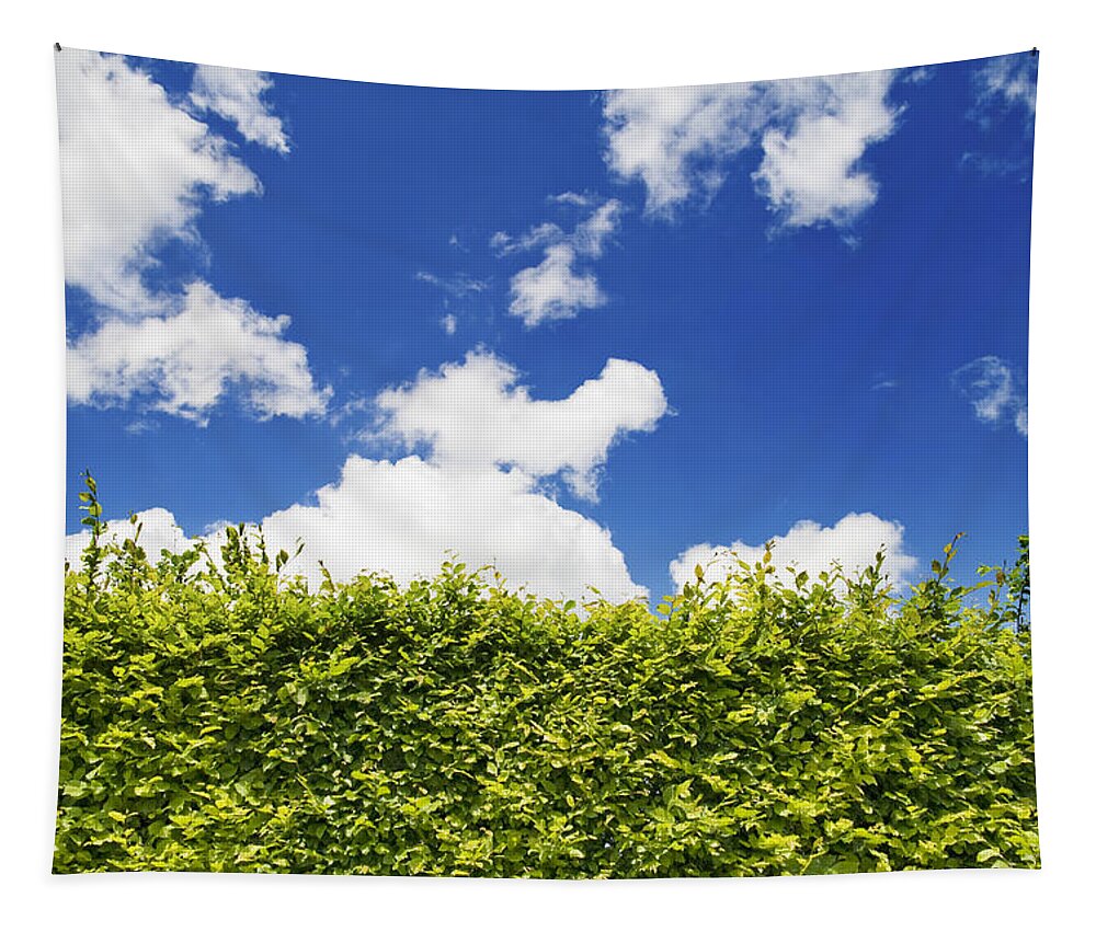 Hedge Tapestry featuring the photograph Beech Hedge with blue sky by Chevy Fleet