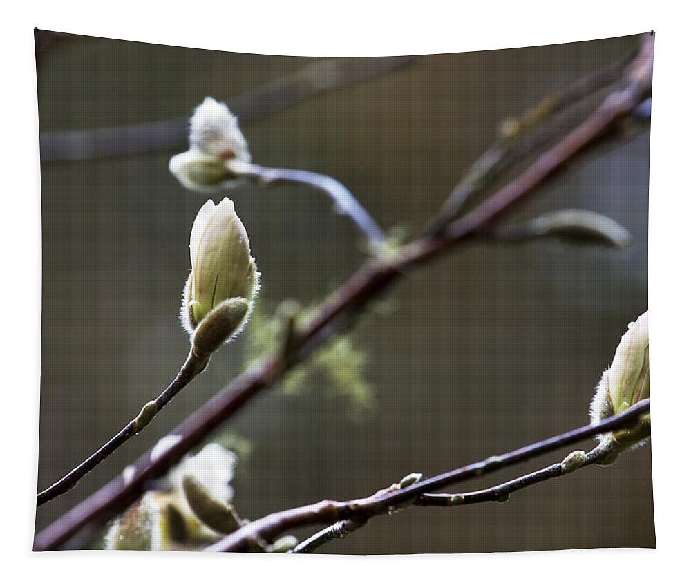 Magnolia Tapestry featuring the photograph Before the Bloom by Belinda Greb