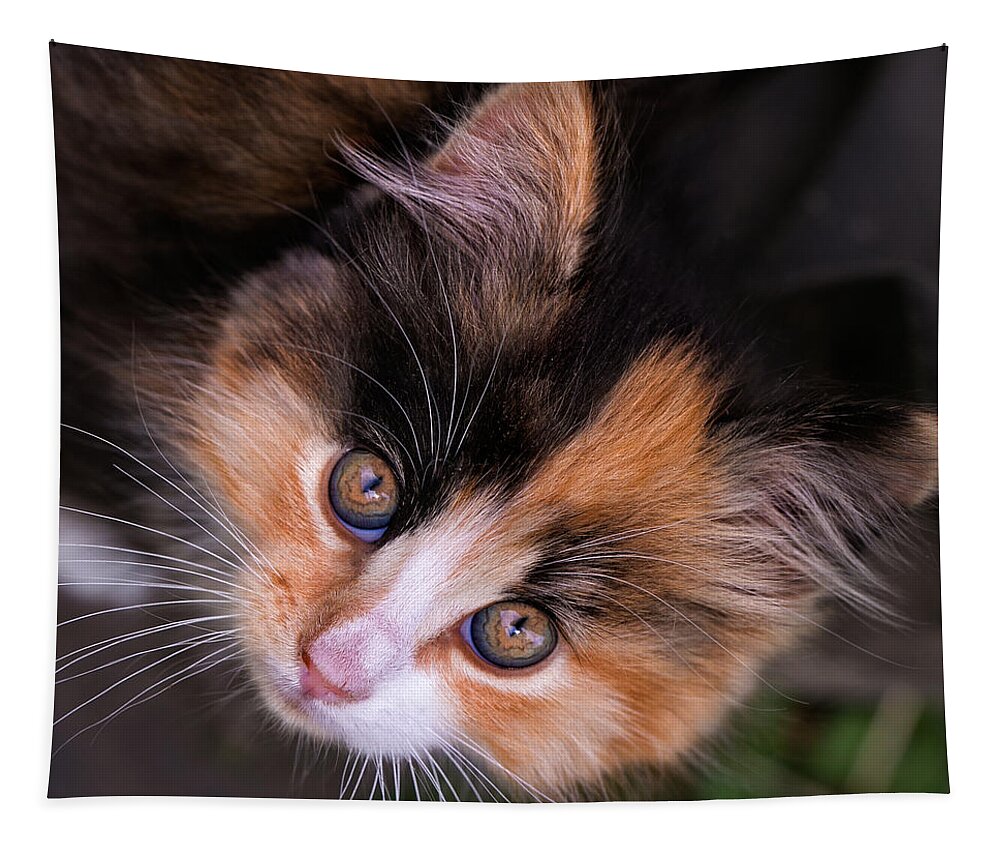 Cat Tapestry featuring the photograph Cute Kitty by Jurgen Lorenzen