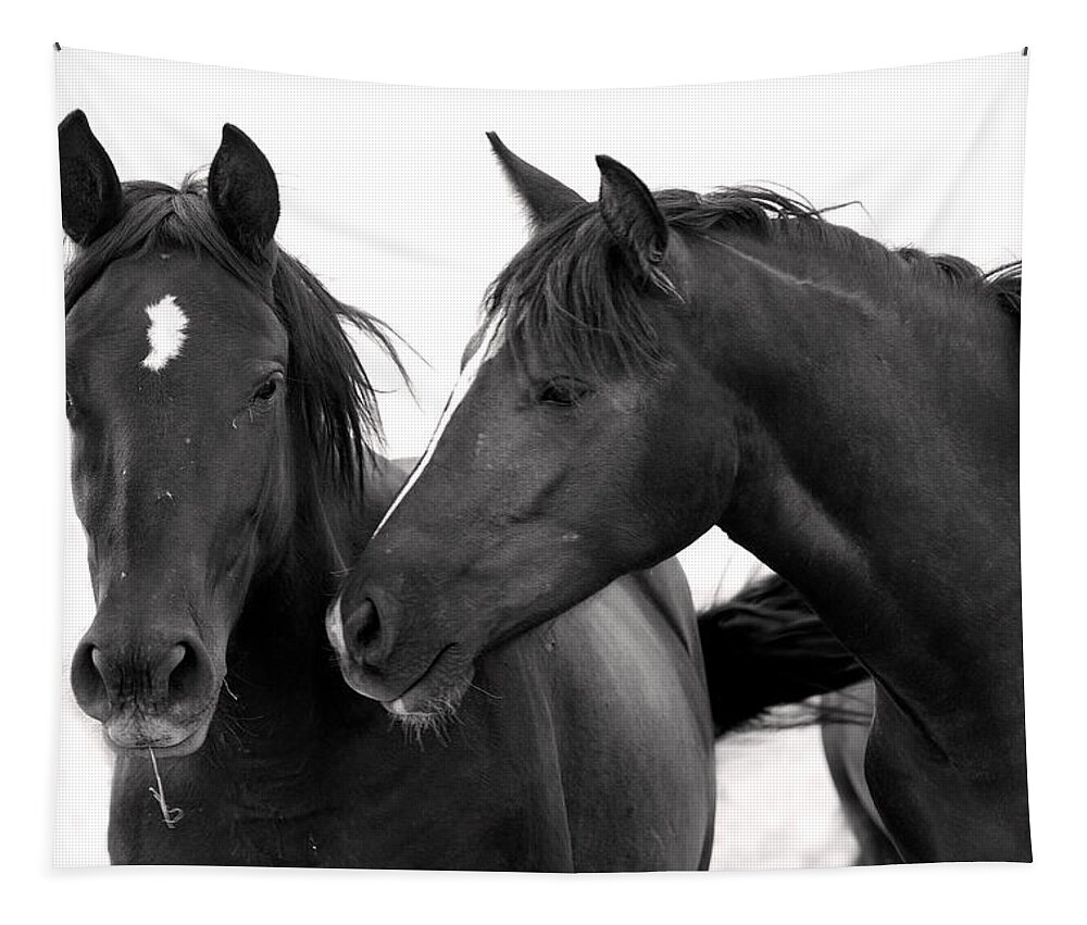 Wild Mustangs Tapestry featuring the photograph Best Buds Wild Mustangs by Rich Franco