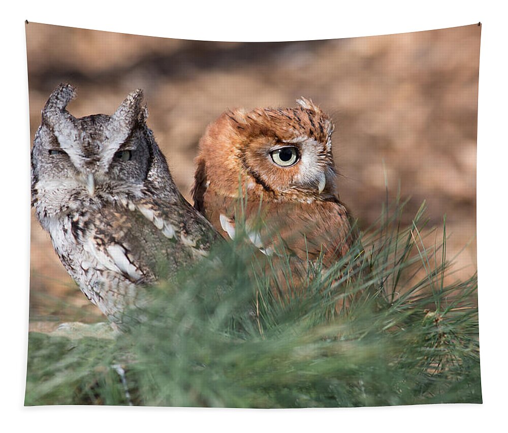 Owl Tapestry featuring the photograph Best Friends by Dale Kincaid