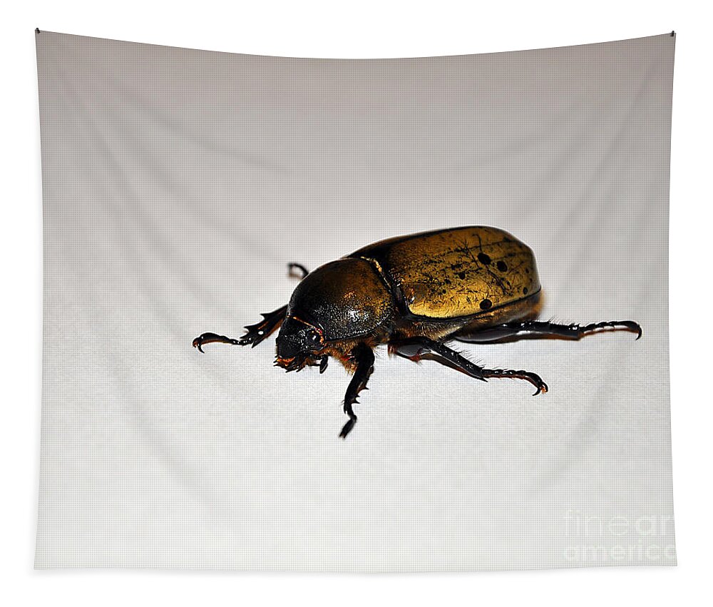 Eastern Hercules Beetle Tapestry featuring the photograph Big Beautiful Beetle by Al Powell Photography USA