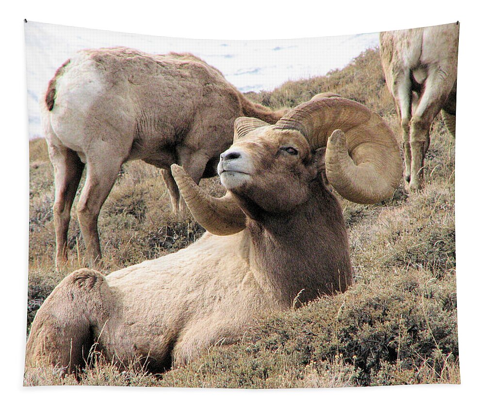 Big Tapestry featuring the photograph Big Bighorn Ram by Darcy Tate