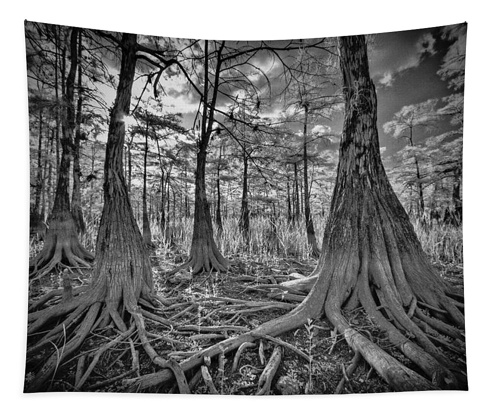 Big Tapestry featuring the photograph Big Cypress Tree Roots by Bradley R Youngberg