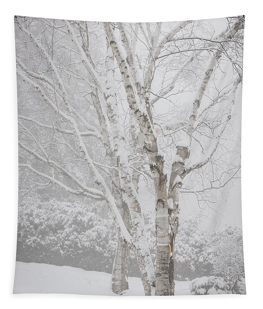 Birch Tapestry featuring the photograph Birch trees in winter by Elena Elisseeva