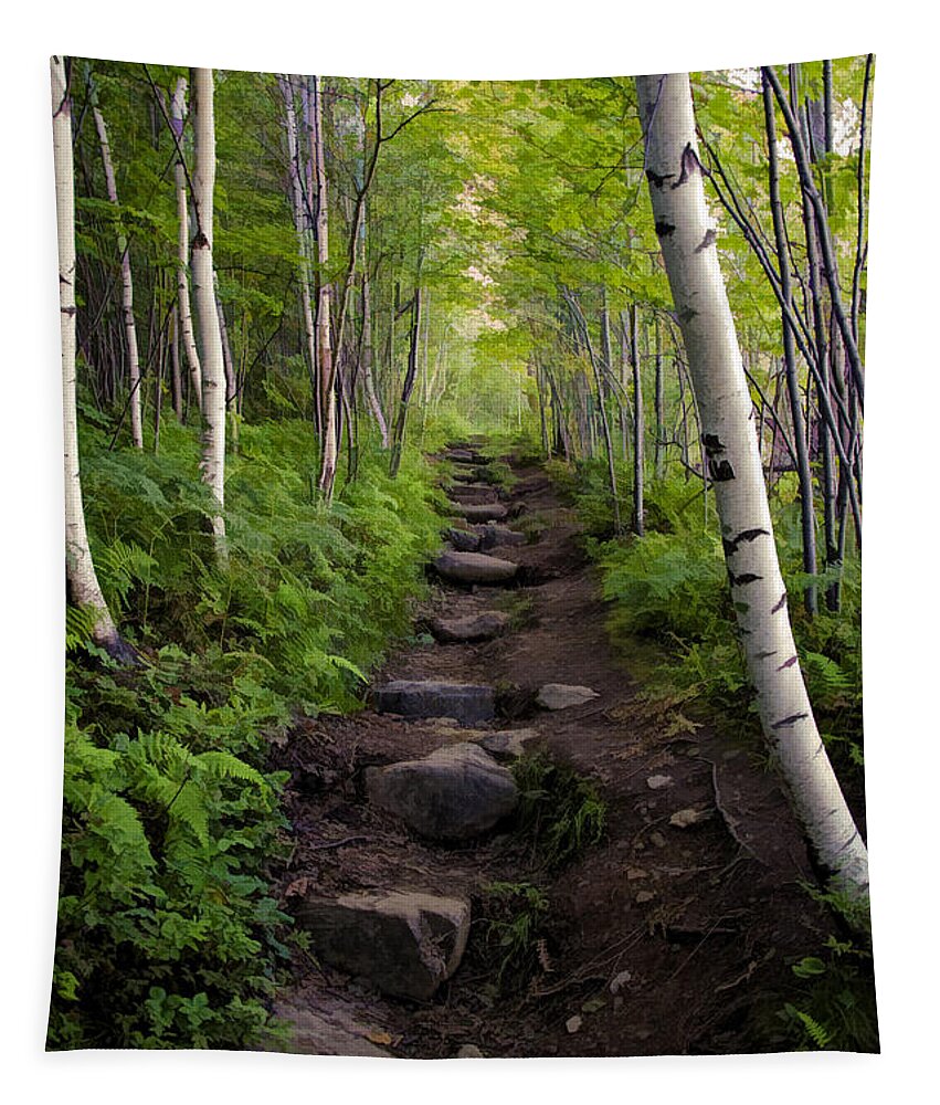 Hike Tapestry featuring the photograph Birch Woods Hike by Donna Doherty