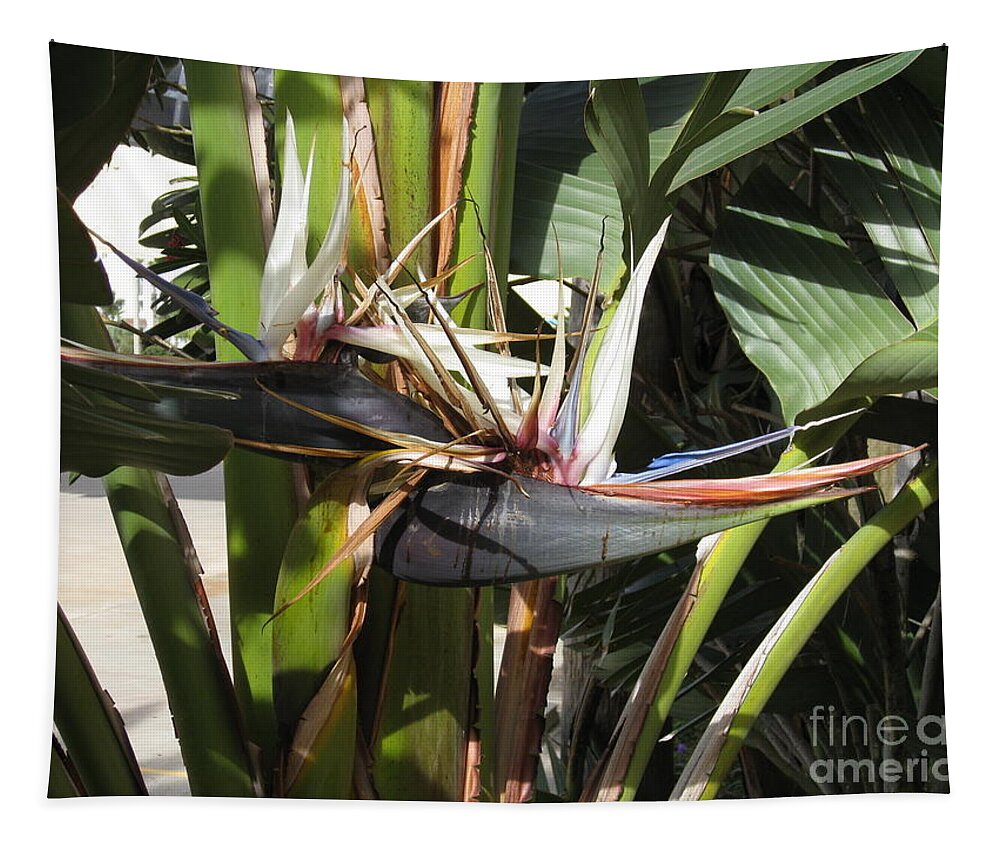 Bird Of Paradise Tapestry featuring the photograph Bird of Paradise by Megan Cohen