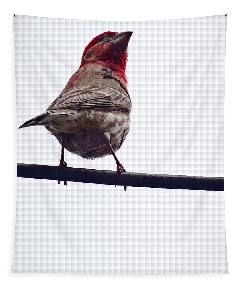 Finch Tapestry featuring the photograph Bird On a Wire by Christopher Plummer