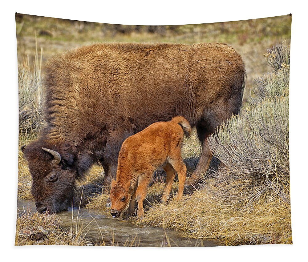 Bison Tapestry featuring the photograph Bison Mother With Newborn by Greg Norrell
