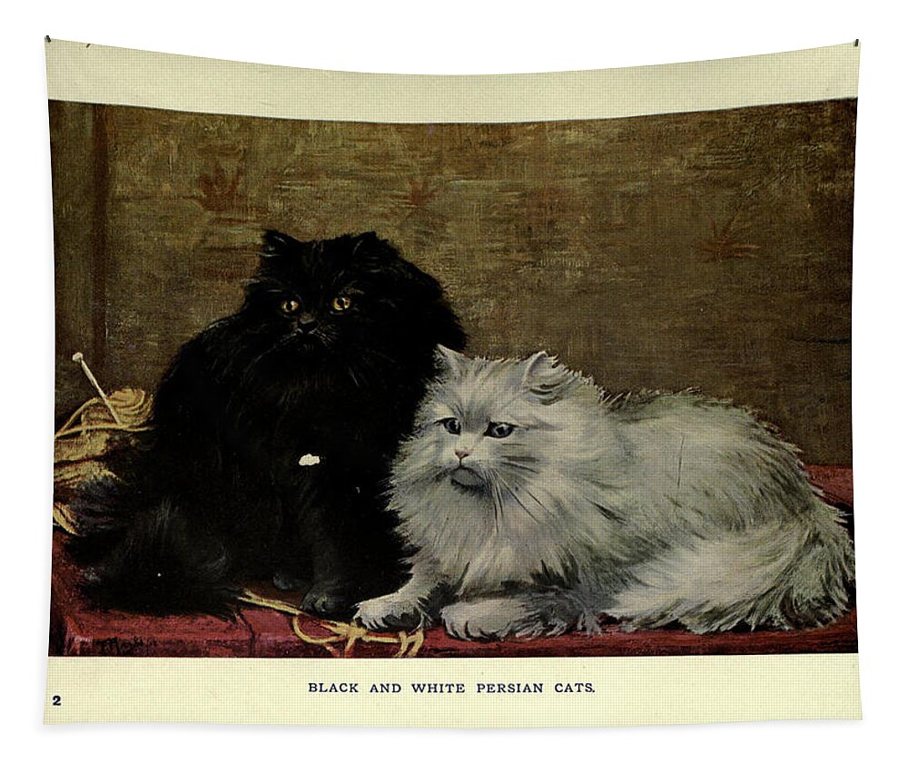 black and white persian cats