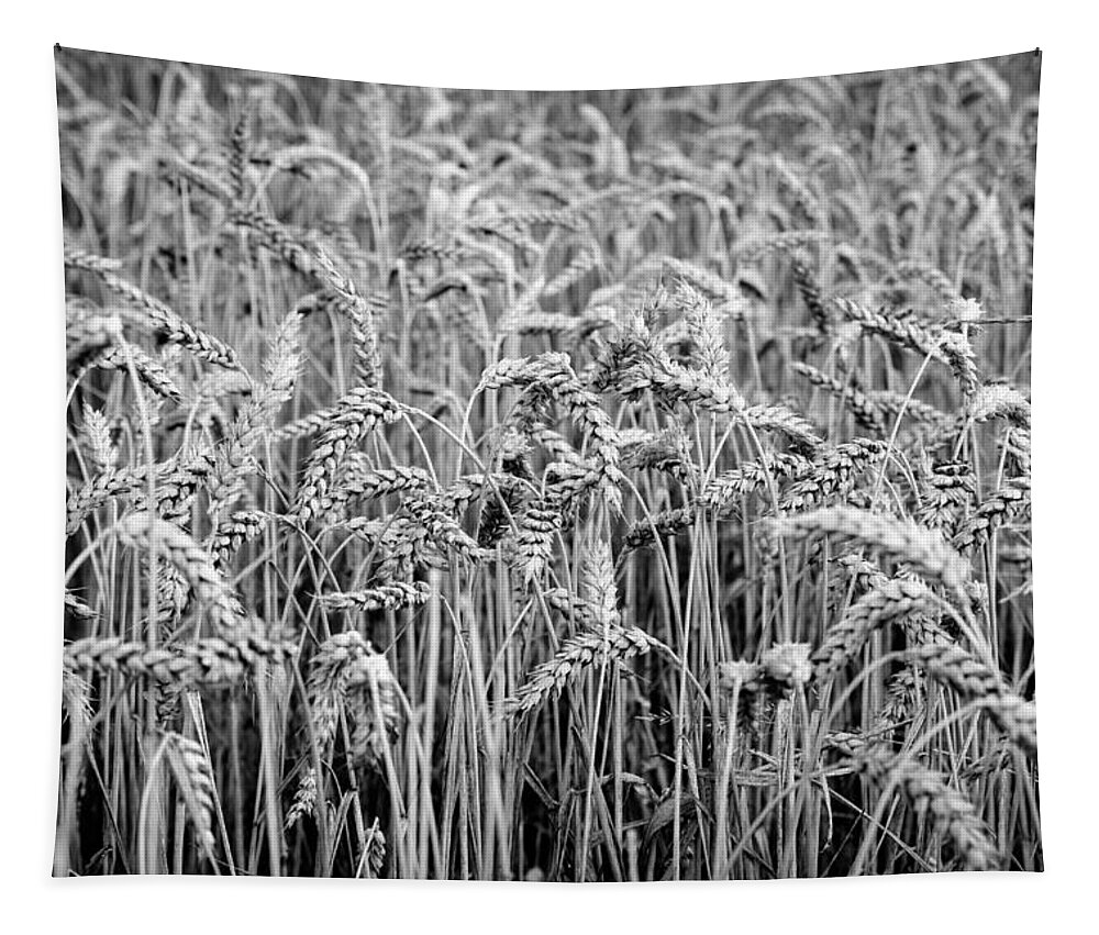Wheat Tapestry featuring the photograph Black and White Wheat by Pati Photography