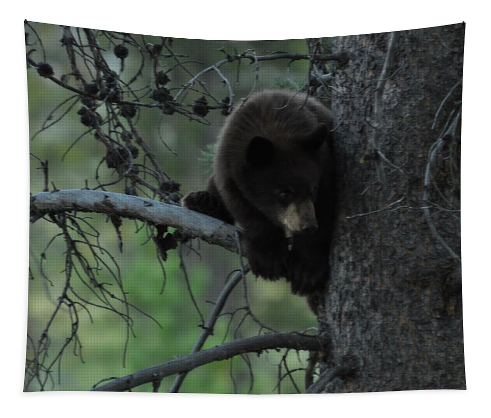 Black Bear Tapestry featuring the photograph Black Bear Cub in Tree by Frank Madia