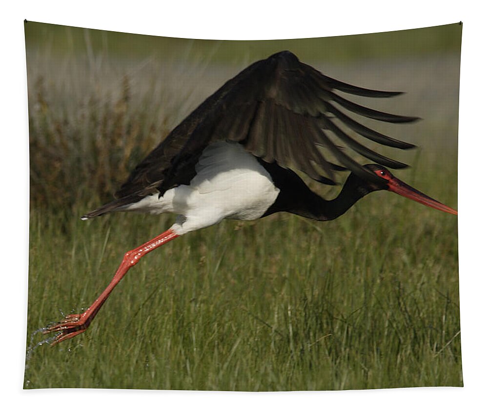Nature Tapestry featuring the photograph Black Stork, Ciconia nigra, taking off. by Tony Mills