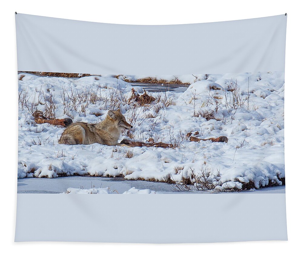 Coyote Tapestry featuring the photograph Blacktail Coyote by Kevin Dietrich
