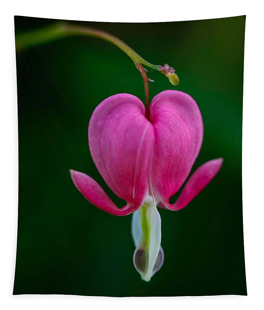 Flower Tapestry featuring the photograph Bleeding Heart by Robert Mitchell