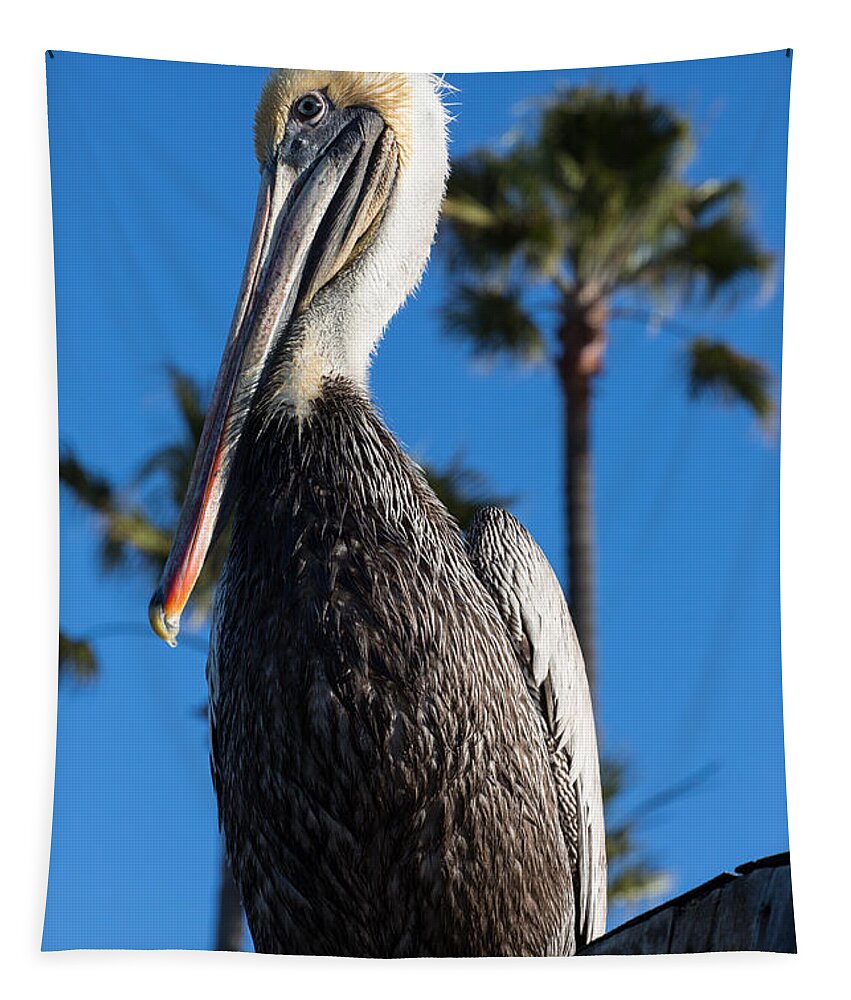 Blond Tapestry featuring the photograph Blond Pelican by John Daly
