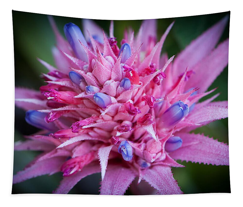 America Tapestry featuring the photograph Blooming Bromeliad by John Wadleigh