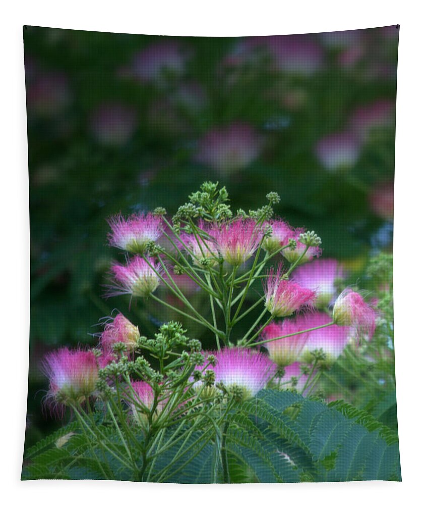 Tree Tapestry featuring the photograph Blooms Of The Mimosa Tree by Jeanette C Landstrom