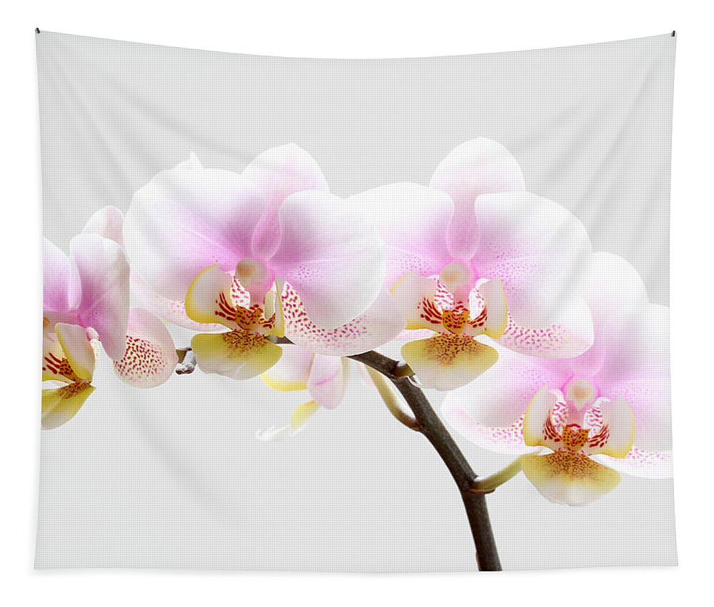Orchid Tapestry featuring the photograph Blooms on White by Juergen Roth