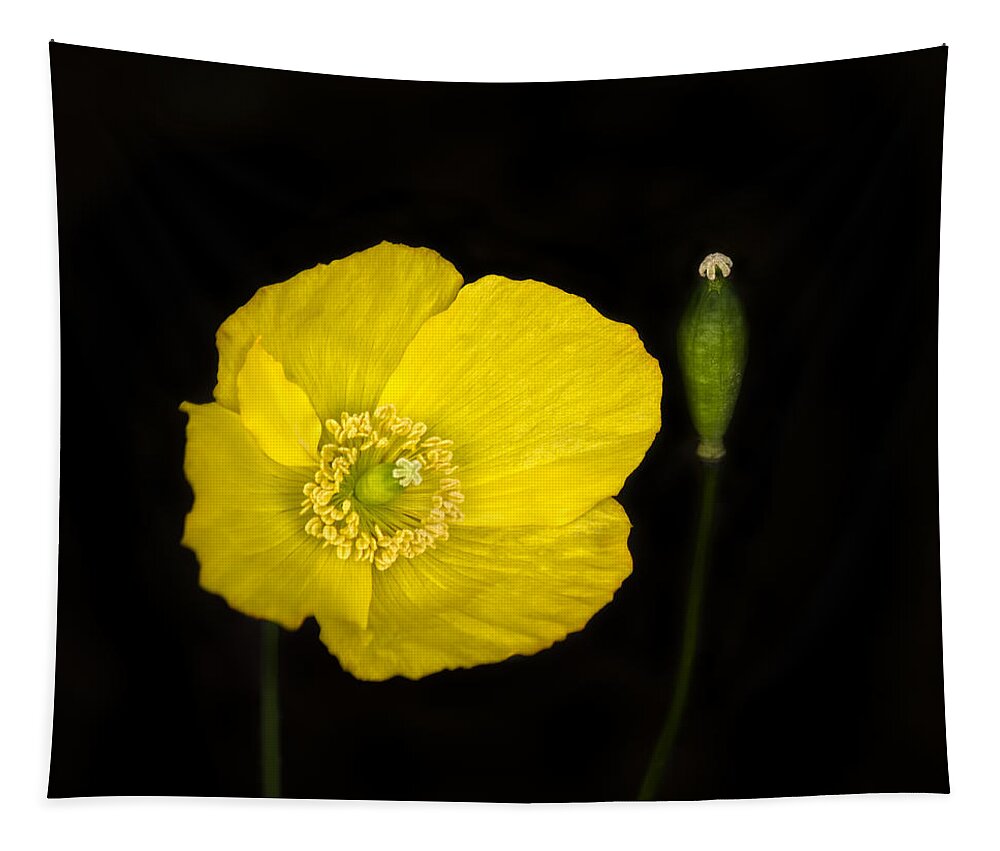 Poppy Tapestry featuring the photograph Blossoming Kiss by Evelina Kremsdorf
