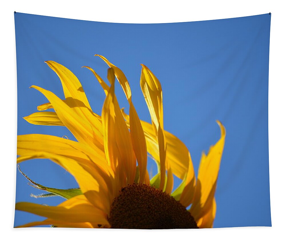 Sunflowers Tapestry featuring the photograph Blow Back by Gregory Merlin Brown