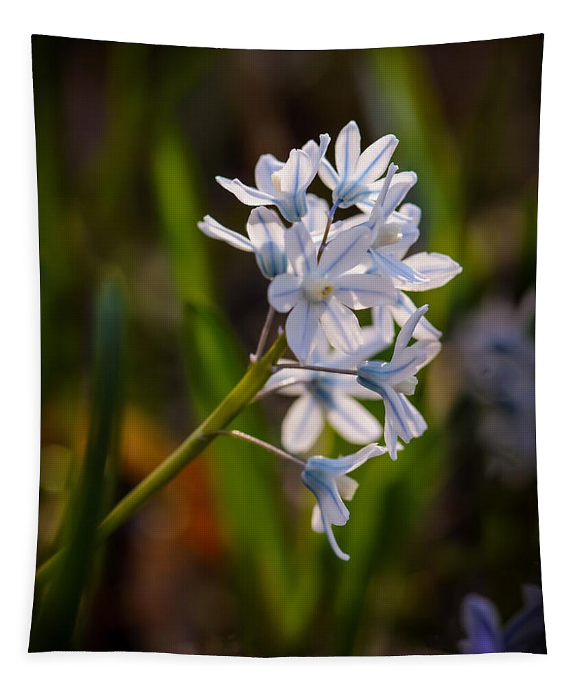 Flower Tapestry featuring the photograph Blue and White by Robert Mitchell