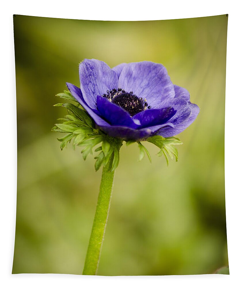 Blue Tapestry featuring the photograph Blue Anemone by Spikey Mouse Photography