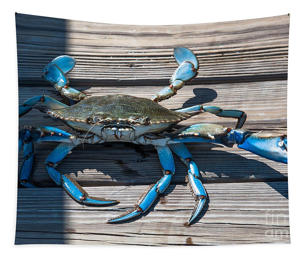Blue Crab Tapestry featuring the photograph Blue Crab Pincher by Dale Powell