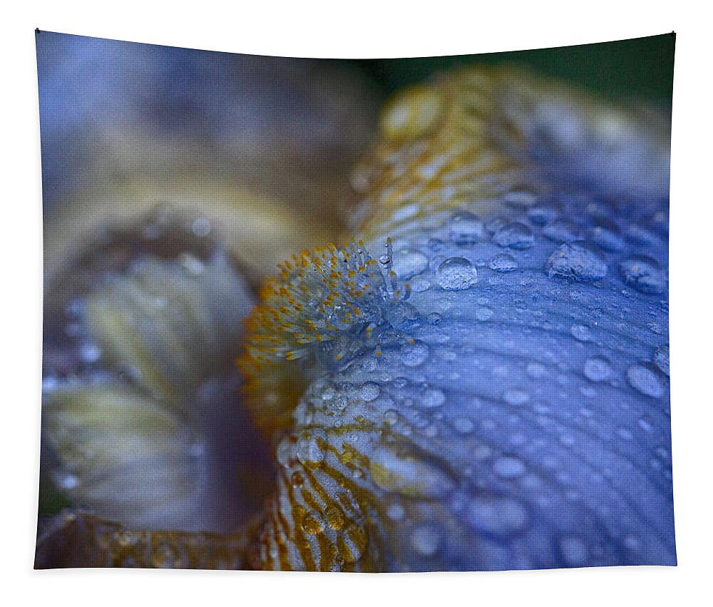 Bearded Iris Tapestry featuring the photograph Blue Danube by Jeff Folger