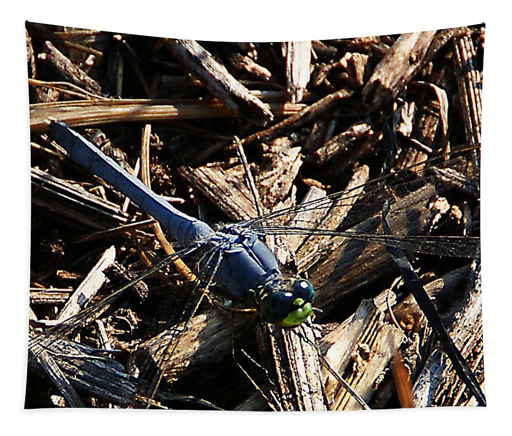 Insect Tapestry featuring the photograph Blue Dragonfly by Chauncy Holmes