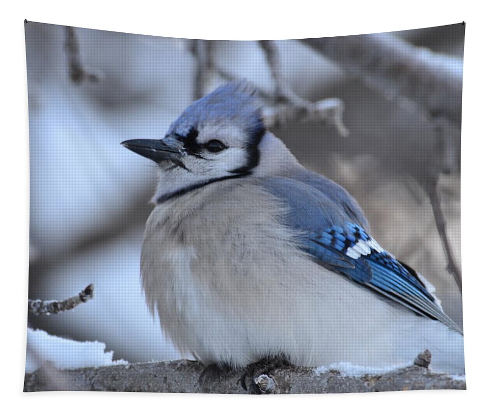 Bluejay- Bluejay In Winter- In A Tree Close Up~limited Edition 3 Of 10- Blue -bird- Blue Feathers- Winter Bluejay Bird- Gallery Print- Image Of A Blue Bird (art-photography Images By Rae Ann M. Garrett- Raeann Garrett) Tapestry featuring the photograph Blue edition 7 of 10 by Rae Ann M Garrett
