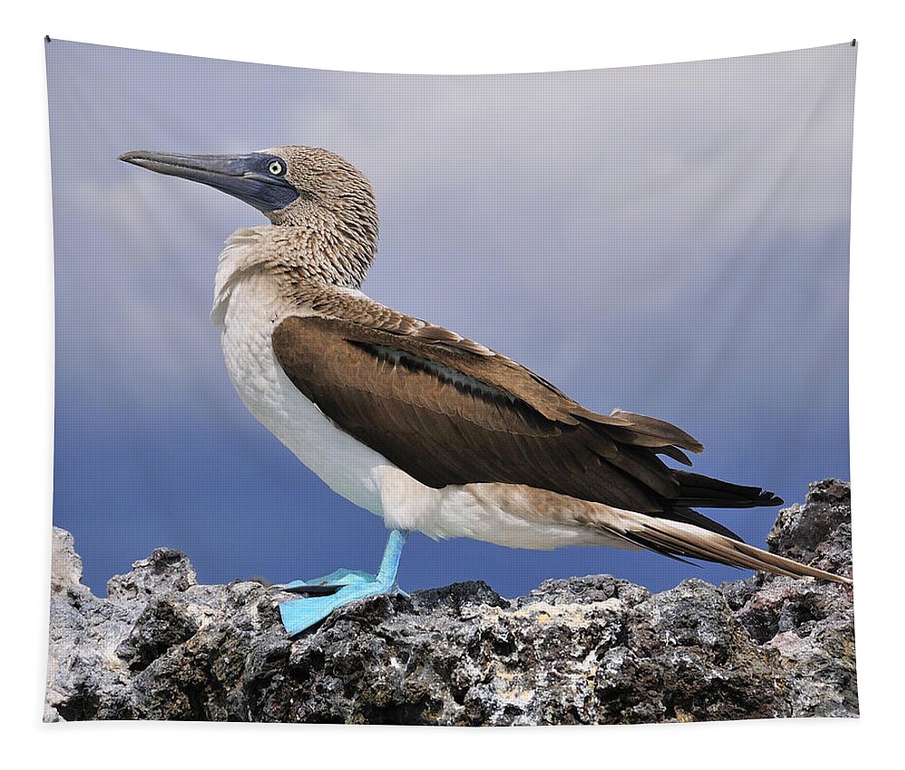 Blue-footed Booby Tapestry featuring the photograph Blue-footed Booby by Tony Beck