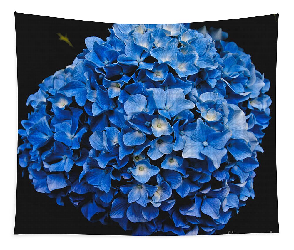 Blue Hydrangea Tapestry featuring the photograph Blue Hydrangea 1 by William Norton