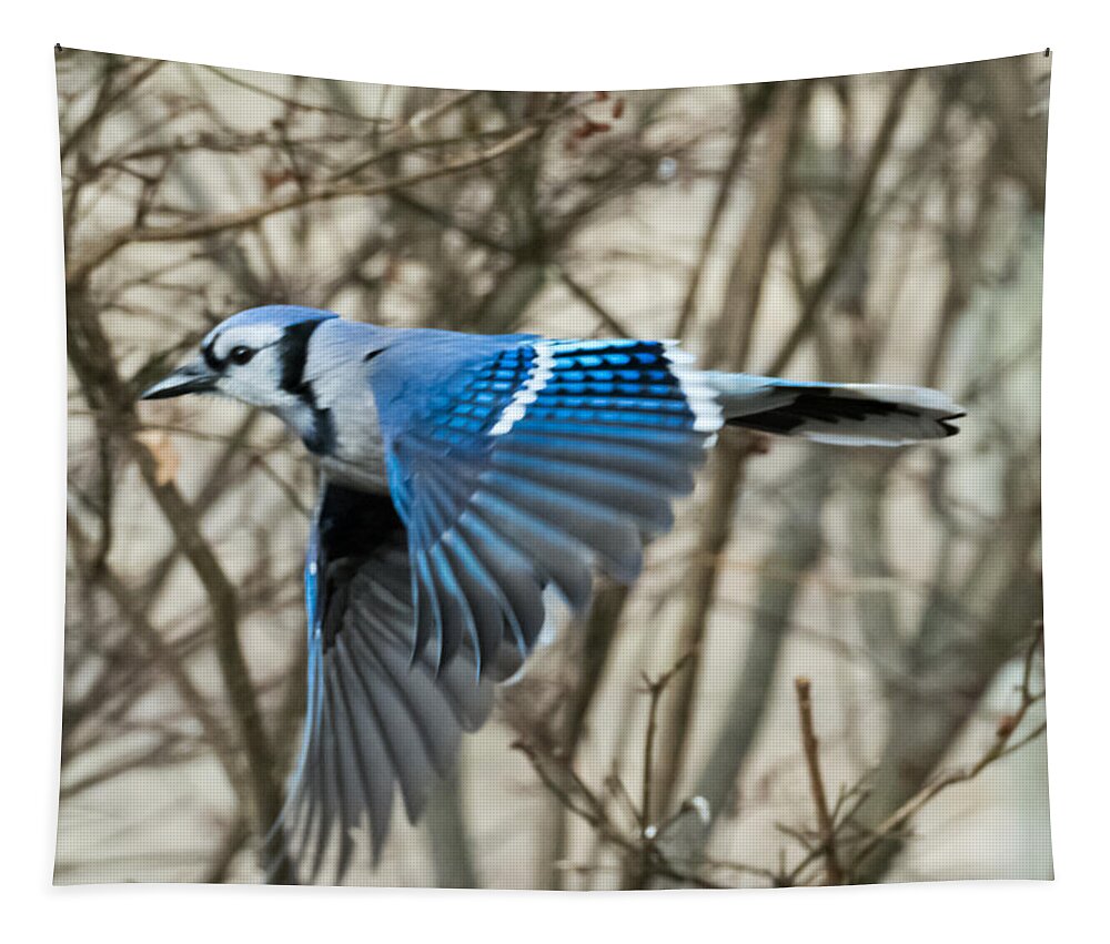 Blue Jay Tapestry featuring the photograph Blue Jay by Holden The Moment
