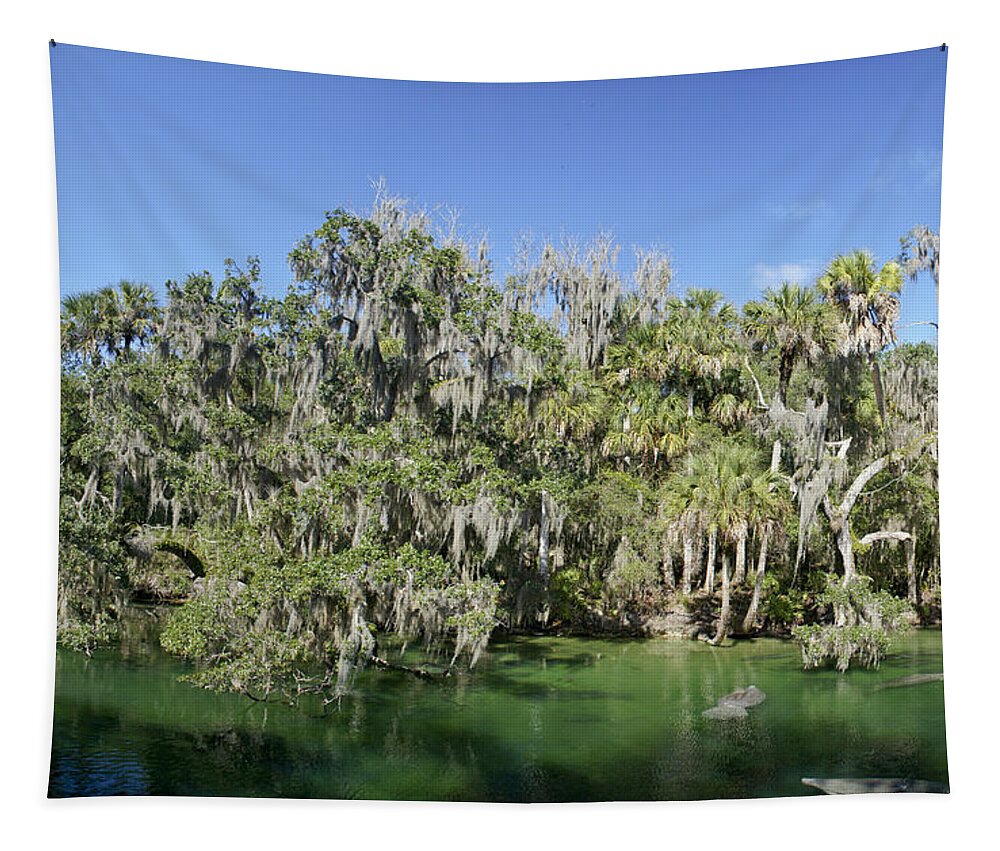 Spring Tapestry featuring the photograph Blue Spring Manatees by Brian Kamprath