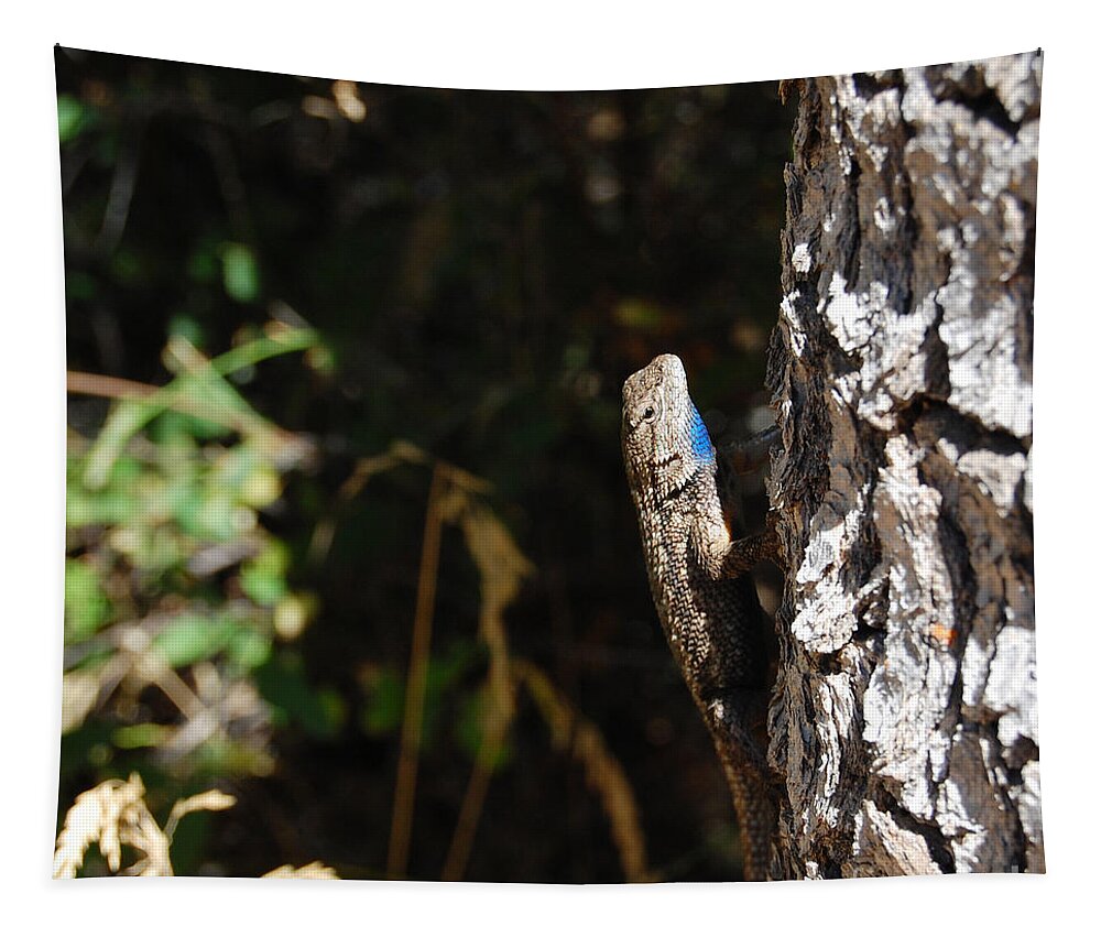 Lizard Tapestry featuring the photograph Blue Throated Lizard 1 by Debra Thompson