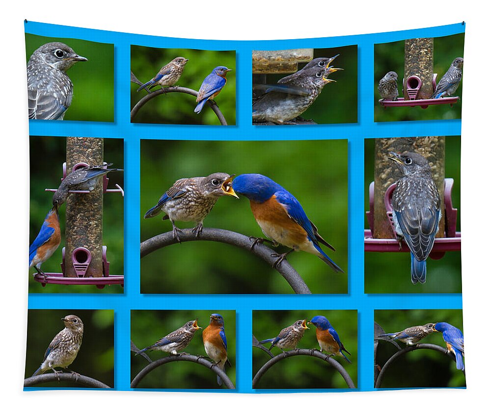 Bluebird Tapestry featuring the photograph Bluebird Collage by Robert L Jackson