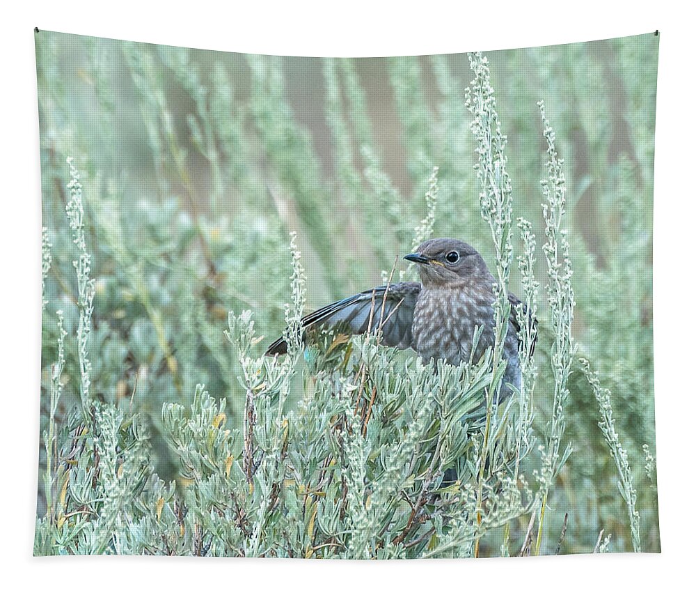 Birds Tapestry featuring the photograph Bluebird In Sage by Yeates Photography