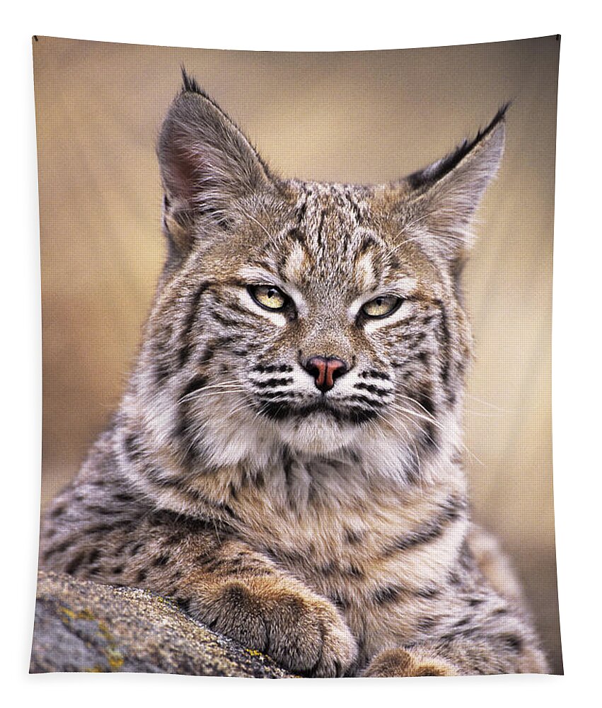 Bobcat Tapestry featuring the photograph Bobcat Cub Portrait Montana Wildlife by Dave Welling