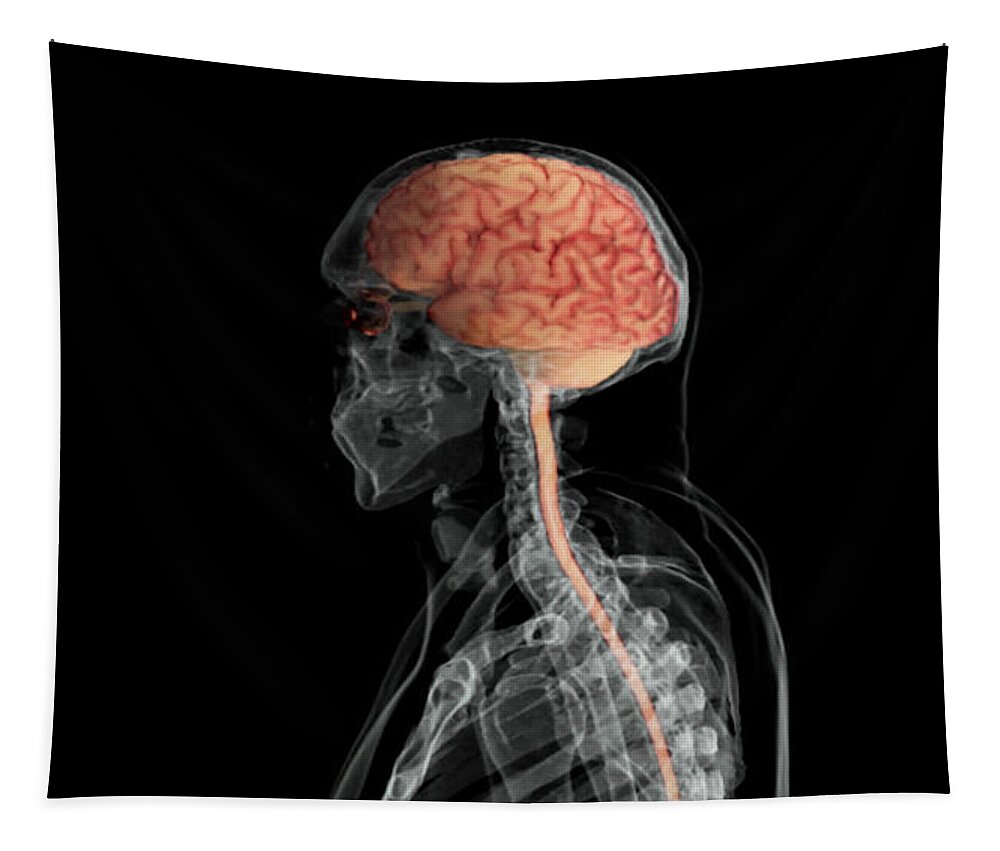 Anatomy Tapestry featuring the photograph Brain And Spinal Cord, Lateral View by Anatomical Travelogue