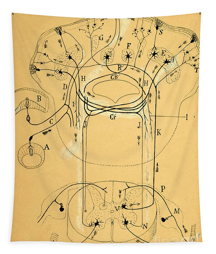 Vestibular Connections Tapestry featuring the drawing Brain Vestibular Sensor Connections by Cajal 1899 by Science Source