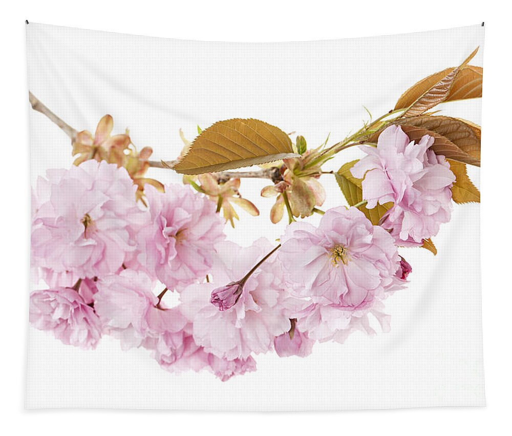 Cherry Tapestry featuring the photograph Branch with cherry blossoms by Elena Elisseeva