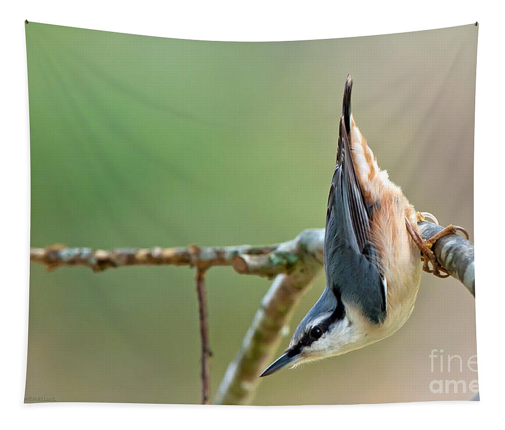 Breakneck - The Nuthatch Tapestry featuring the photograph Breakneck - the Nuthatch by Torbjorn Swenelius