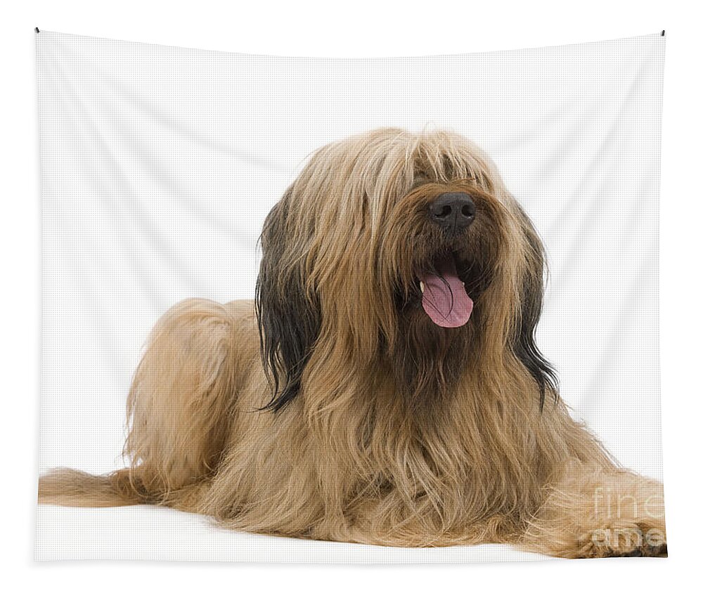 Dog Tapestry featuring the photograph Briard Sheepdog by Jean-Michel Labat