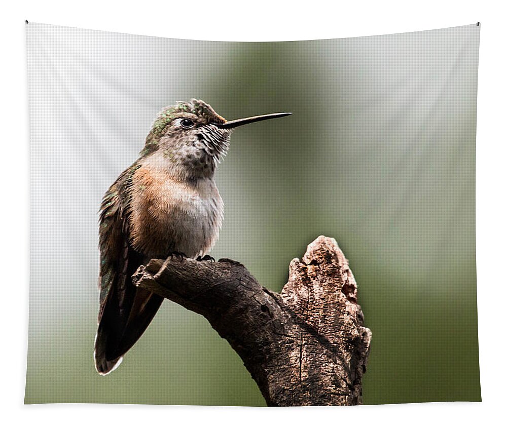 Broad-tailed Hummingbird Tapestry featuring the photograph Broad-tailed Hummingbird sit by Dawn Key