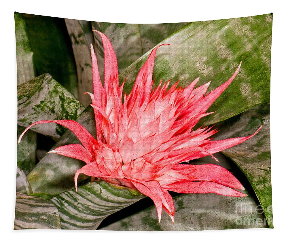 Nature Tapestry featuring the photograph Bromeliad Flower Aechmea by Millard H. Sharp