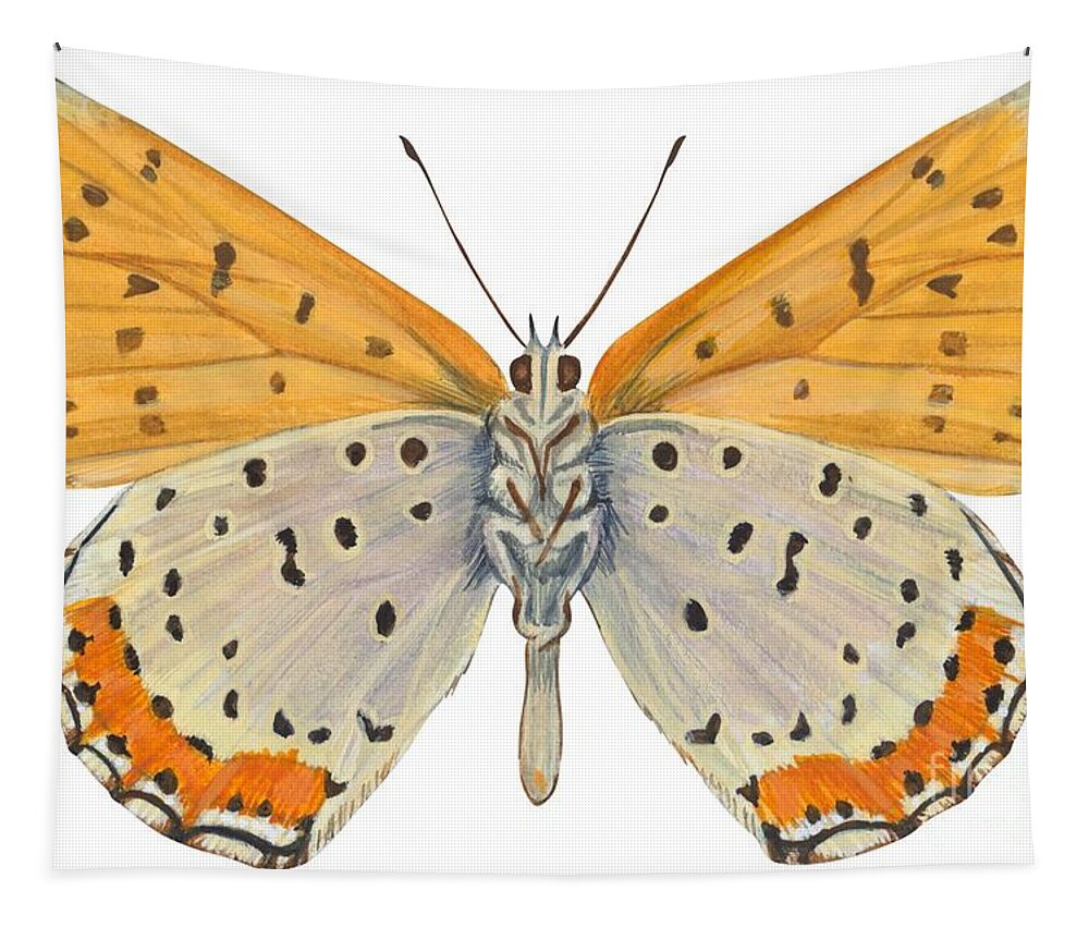 Zoology; No People; Horizontal; Close-up; Full Length; White Background; One Animal; Animal Themes; Nature; Wildlife; Symmetry; Fragility; Wing; Animal Pattern; Antenna; Entomology; Illustration And Painting; Spotted; Yellow; Bronze Tapestry featuring the drawing Bronze copper butterfly by Anonymous
